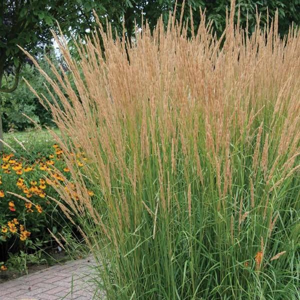 Karl foerster reed deals grass